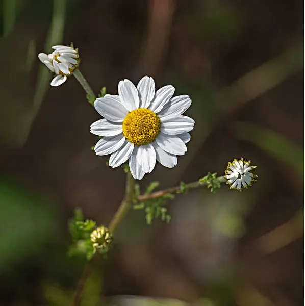 Close Daisy Flowers Stock Picture