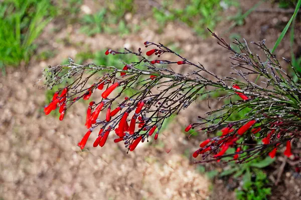 Vörös Virágok Közelsége Jogdíjmentes Stock Fotók