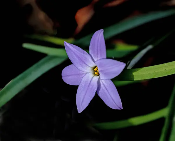 Primer Plano Flor Violeta — Foto de Stock