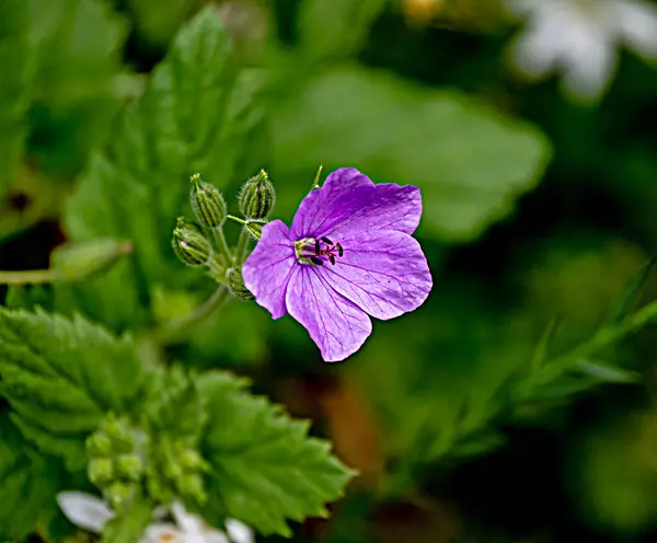 Primer Plano Flor Violeta — Foto de Stock
