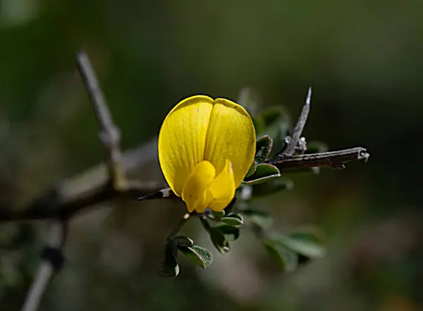Primer Plano Flores Amarillas — Foto de Stock