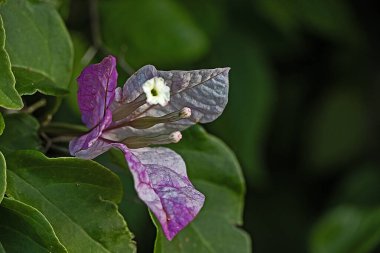 Renkli Bougainvillea 'yı kapatın.