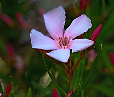 Neryum zakkumunu kapat 