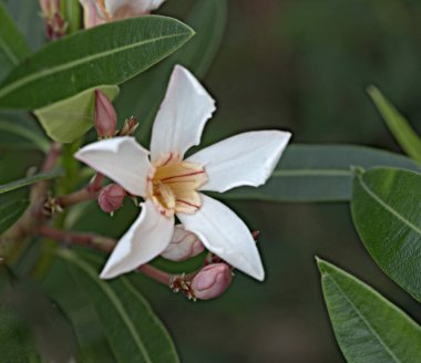 Neryum zakkumunu kapat 