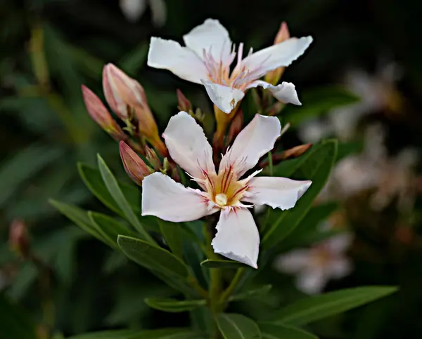 Nahaufnahme Von Nerium Oleander Stockfoto