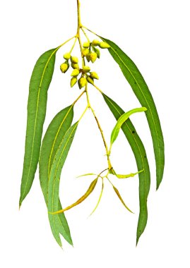 Beyaz arkaplanda okaliptüs dalı izole edildi