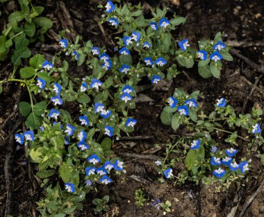 Mor çiçeğe yaklaş.
