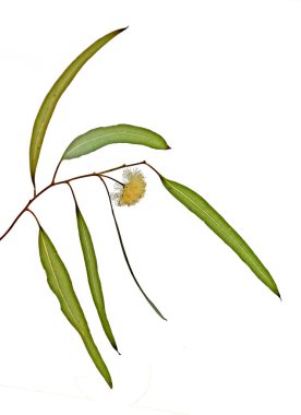 okaliptüs çiçeğini kapat