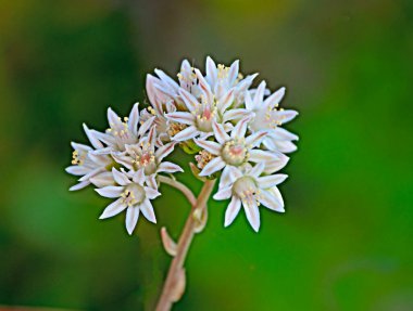 Beyaz çiçekleri kapatın.