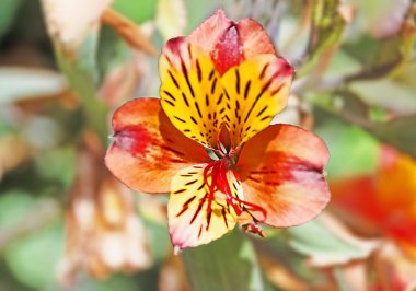 Orkidelerin çiçeğini kapat