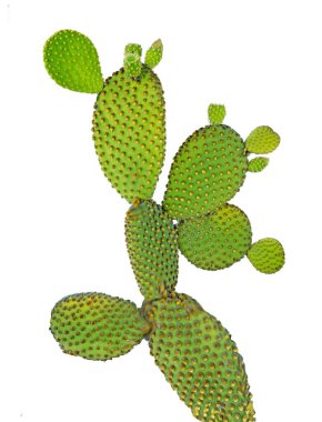 Opuntia kaktüsünü kapatın. 