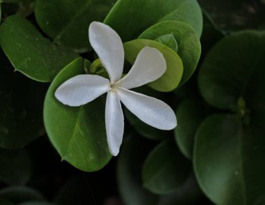 Beyaz çiçekleri kapatın.