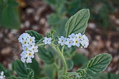 Avrupa heliotopuna yaklaş 