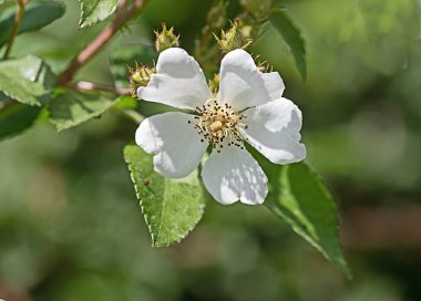 Beyaz çiçekleri kapatın.