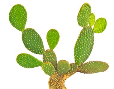 Opuntia kaktüsünü kapatın. 