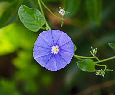 Mor çiçeğe yaklaş.