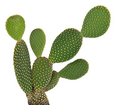 Opuntia kaktüsünü kapatın. 