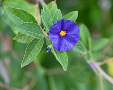 Mavi çiçeğe yaklaş