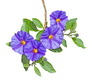 Mor çiçeğe yaklaş.