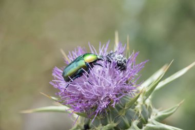 Çiçekli mızrak devedikeni (Cirsium vulgare)