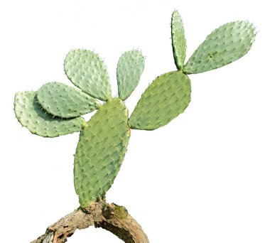 Kaktüs beyaz arkaplanda izole