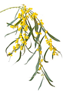 Acacia saligna 'yı kapat