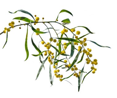 Acacia saligna 'yı kapat