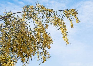 Acacia saligna 'yı kapat