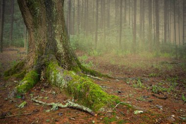 Geniş bir ağaç gövdesinin detaylı bir görüntüsü. Kökleri, sisli bir ormanda yaşayan yeşil yosunlarla kaplı..