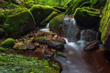 Küçük bir şelale sergilenen sakin bir orman sahnesi yosunlarla kaplı karanlık kayaların üzerinde usulca çağlıyor.