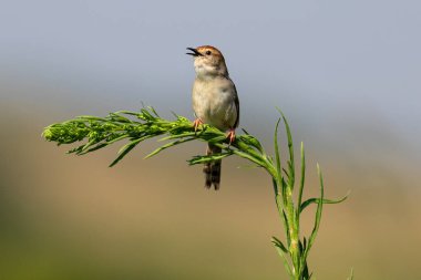 Zing cisticola bir dala oturmuş şarkı söylüyor