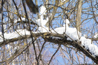 Çıplak ağaç dalları gökyüzüne karşı, kış.