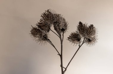 Kışın kurumuş bitkiler karın altından görülebilir.