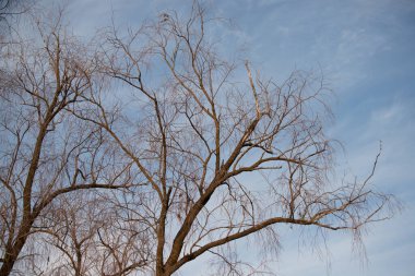 Çıplak ağaç dalları gökyüzüne karşı, kış.