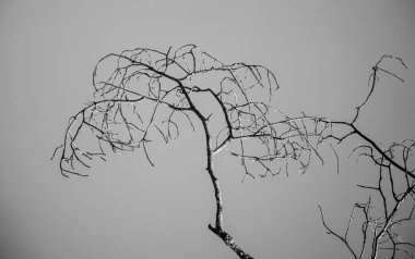 Çıplak ağaç dalları gökyüzüne karşı, kış.