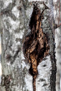 Parkın kış manzarası