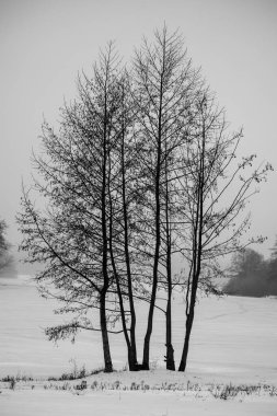 Parkın kış manzarası