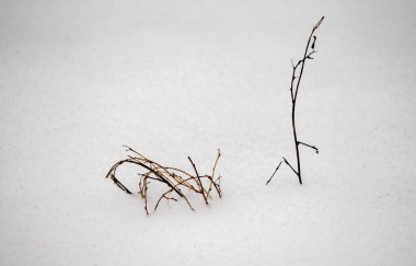Kışın kurumuş bitkiler karın altından görülebilir.