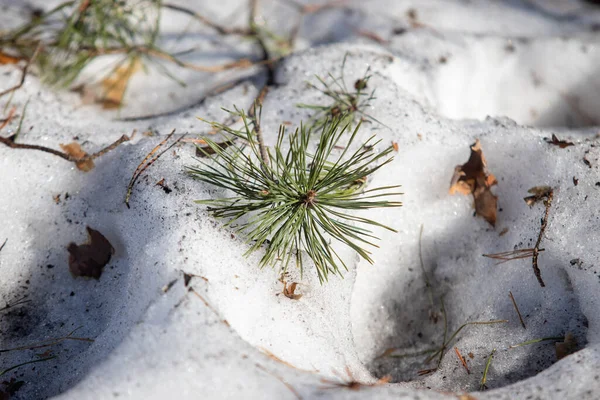dried plants in winter are visible from under the snow