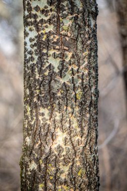 nature close-up bark tree trunk