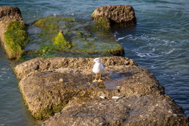 Landscape seashore, sea pier in clear weather.