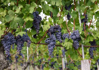 Barolo, Piemonte, Langhe şarap bölgesi ve İtalya 'nın Unesco mirasında yeşil yapraklı güzel siyah nebbiolo üzümleri.