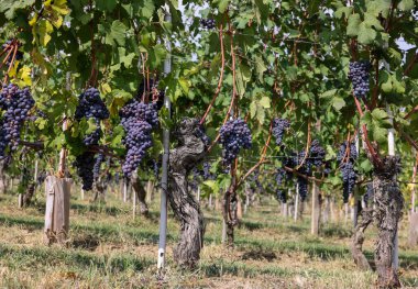 Barolo, Piemonte, Langhe şarap bölgesi ve İtalya 'nın Unesco mirasında yeşil yapraklı güzel siyah nebbiolo üzümleri.