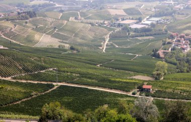 La Morra yakınlarındaki Langhe üzüm bağları, Unesco Sitesi, Piedmont, İtalya