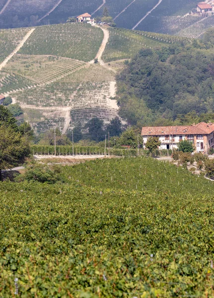 Langhe Vineyards Barolo Morra Unesco Site Piemont Włochy — Zdjęcie stockowe