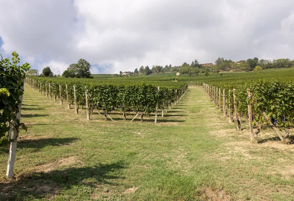 Vinhas Langhe Perto Barolo Morra Unesco Site Piemonte Itália — Fotografia de Stock