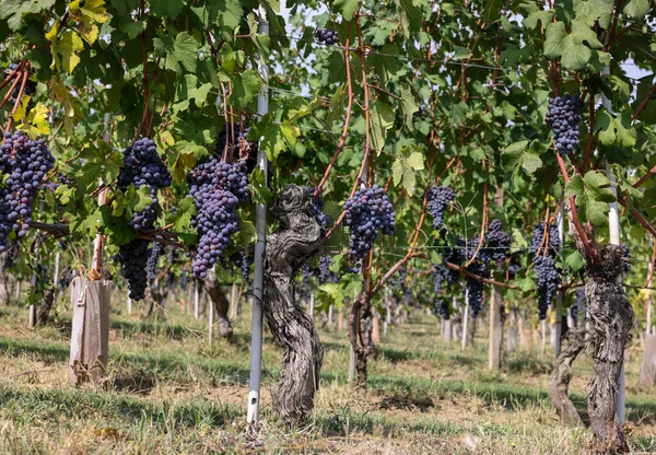 stock image Beautiful bunch of black nebbiolo grapes with green leaves in the vineyards of Barolo, Piemonte, Langhe wine district and Unesco heritage, Italy