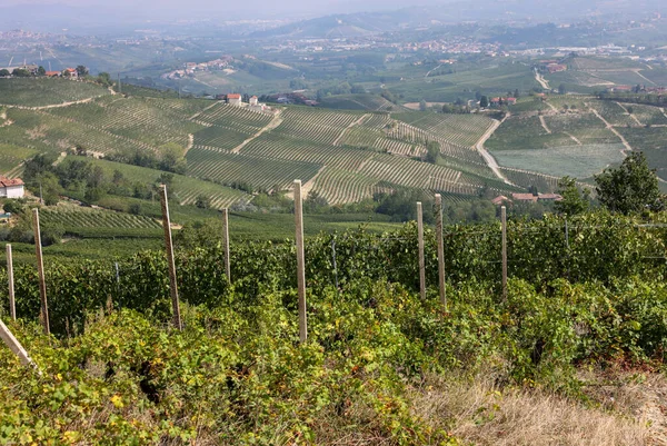 Vinhas Langhe Perto Morra Unesco Site Piemonte Itália — Fotografia de Stock