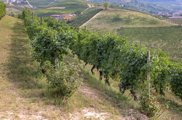 Виноградники Біля Грінцане Кавур Unesco Site Piedmont Italy — стокове фото