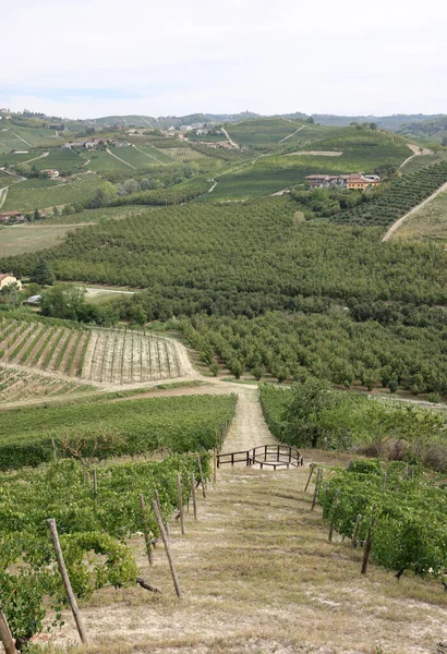 Grinzane Cavour Yakınlarındaki Langhe Üzüm Bağları Unesco Sitesi Piedmont Talya — Stok fotoğraf